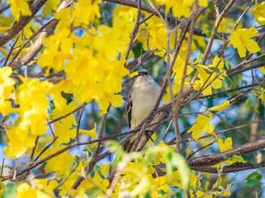 Karayip adası Curacao 'da tropikal kuşlar