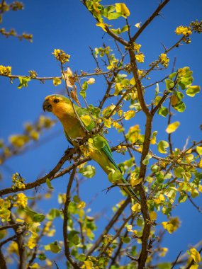 Karayip adası Curacao 'da sarı Kibracha ve Brezilya ağaçlarındaki kuş manzarası 