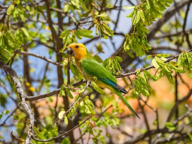 Osprey, Curacao 'daki denizi aşan bir levrekte oturuyor.