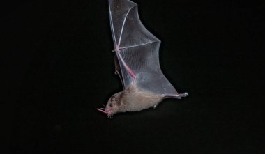 Karayip adası Curacao 'da okyanus üzerinde gün batımı