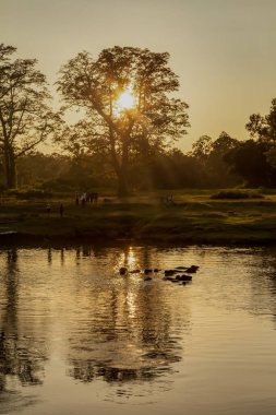 Chitwan Ulusal Parkı Nepal