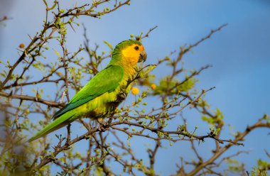 Osprey, Curacao 'daki denizi aşan bir levrekte oturuyor.