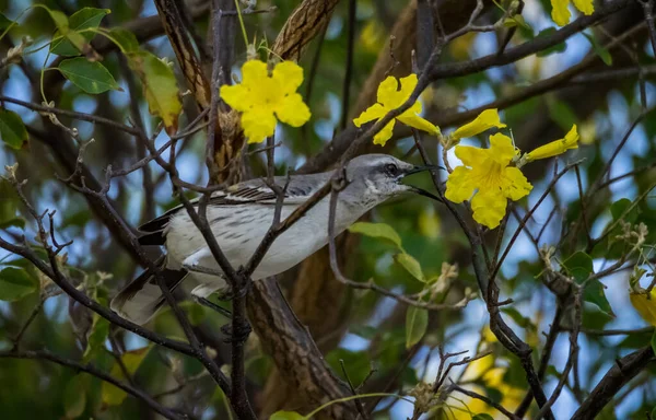 Тропические Птицы Карибском Острове Кюрасао — стоковое фото