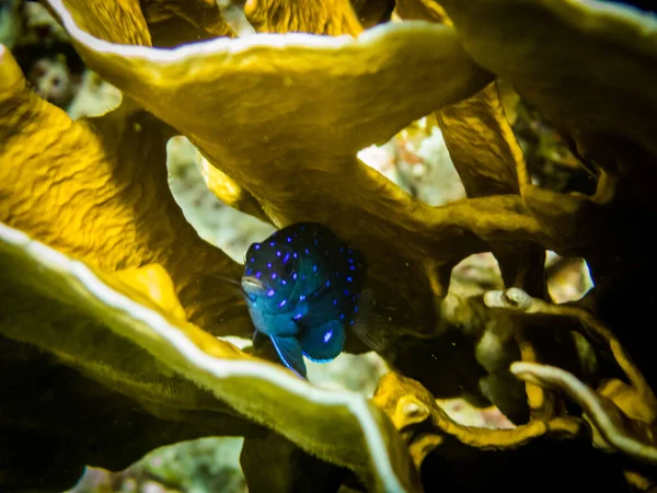 Egy Kép Víz Alatti Világból Korallzátony Halakkal — Stock Fotó