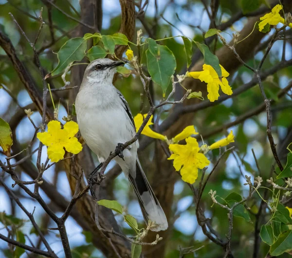 Tropische Vögel Auf Der Karibikinsel Curacao — Stockfoto