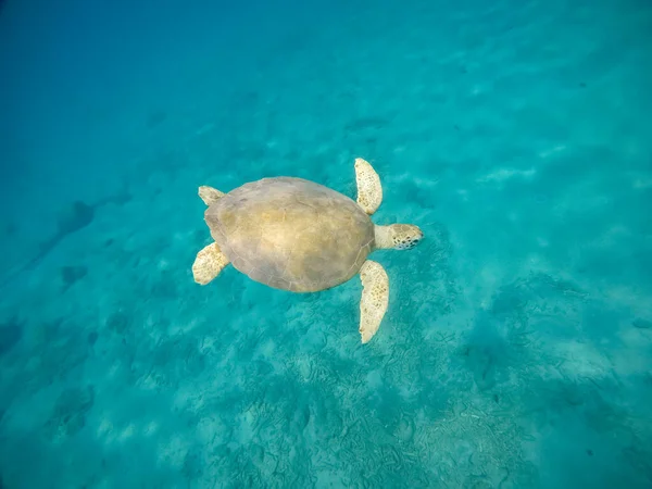 Foto Grande Tartaruga Verde Che Nuota Sott Acqua — Foto Stock