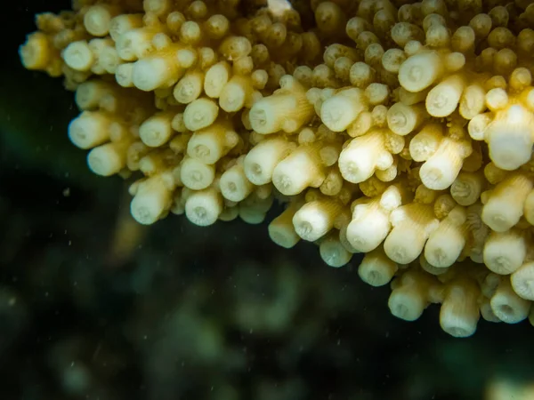 Imagem Mundo Subaquático Fechar Coral — Fotografia de Stock