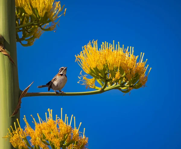 Oiseaux Tropicaux Sur Île Caribéenne Curaçao — Photo