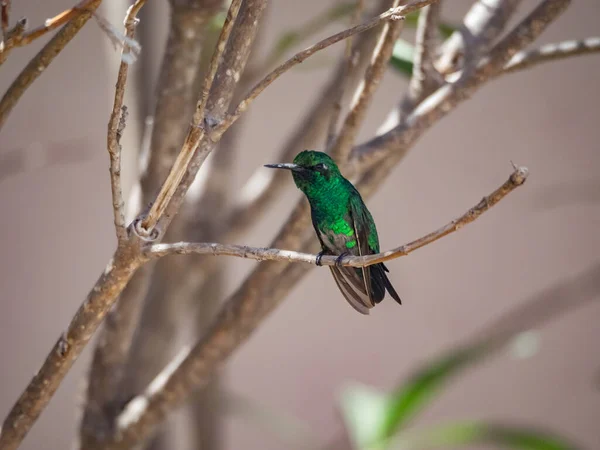 Karayip Adası Curacao Tropikal Kuşlar — Stok fotoğraf