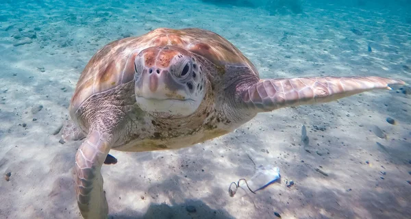 Photo Grande Tortue Nageant Mer Sous Eau — Photo