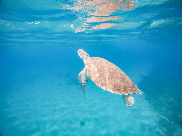 Photo Grande Tortue Verte Nageant Sous Eau — Photo