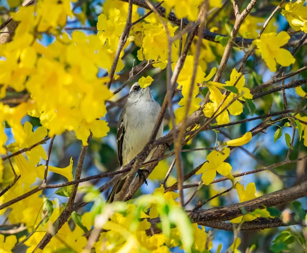 カラカオ島の熱帯鳥は — ストック写真