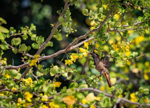 Oiseau Dans Les Kibracha Jaunes Brasil Trees Vues Sur Île — Photo