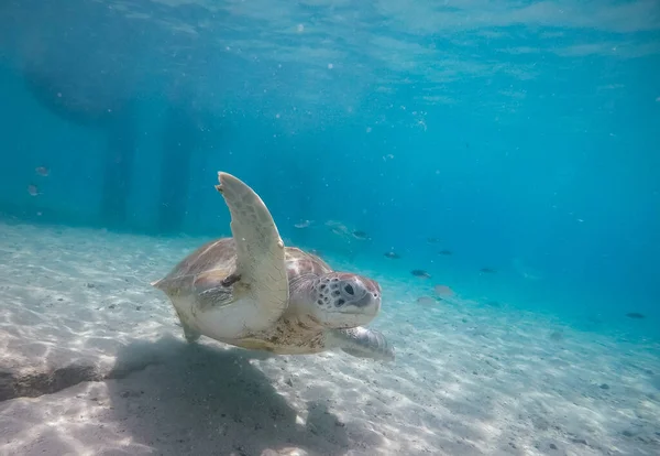Фото Великої Зеленої Черепахи Плаває Під Водою — стокове фото