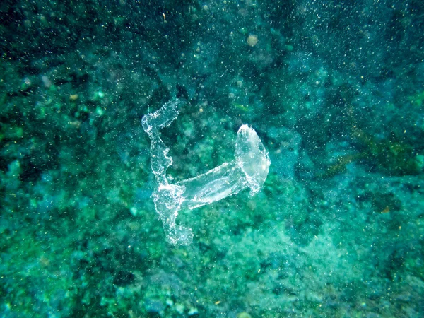 Imagen Mundo Submarino Medusas —  Fotos de Stock