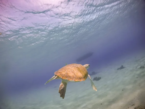 Úszás Teknősökkel Pelikánokkal Curacaón — Stock Fotó