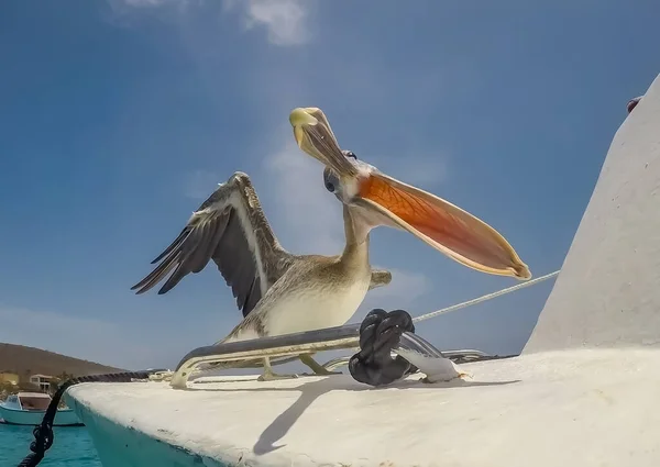 Simning Med Sköldpaddor Och Pelikaner Curacao — Stockfoto