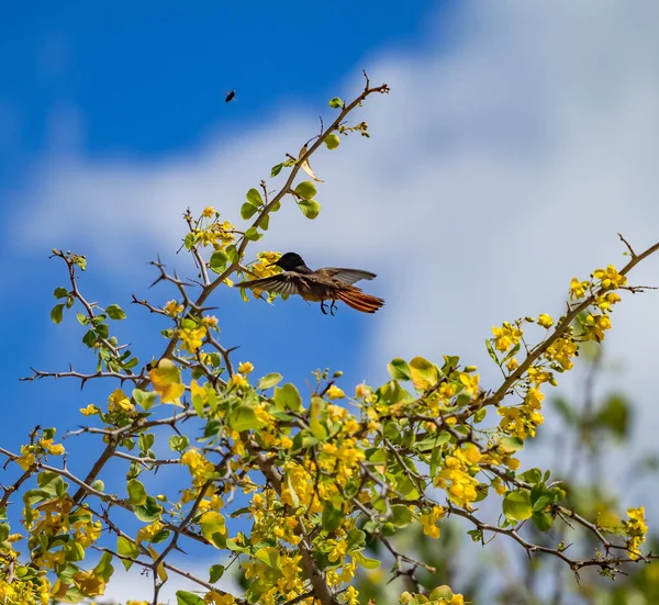 Vogel Gelben Kibracha Und Brasil Trees Blick Auf Die Karibik — Stockfoto