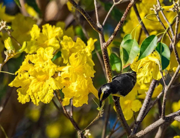 Oiseaux Tropicaux Sur Île Caribéenne Curaçao — Photo