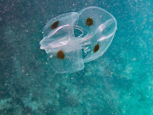 Picture Underwater World Jellyfish Close — Stock Photo, Image