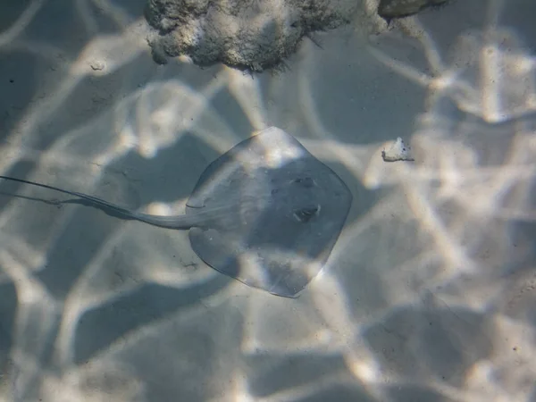 图片来自水下世界 Stingray — 图库照片