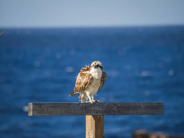 Osprey Sedí Bidýlku Nad Mořem Curacau — Stock fotografie