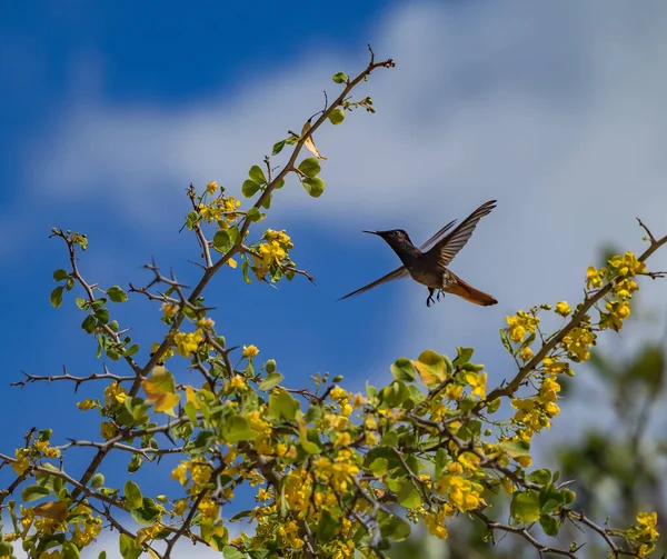 Vogel Gelben Kibracha Und Brasil Trees Blick Auf Die Karibik — Stockfoto