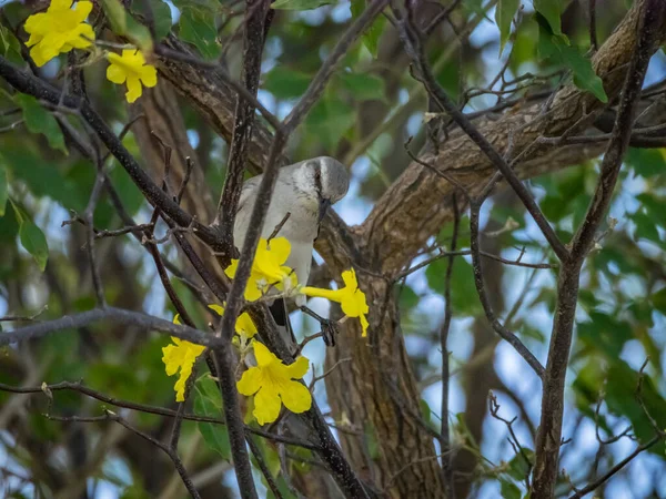 Tropische Vögel Auf Der Karibikinsel Curacao — Stockfoto