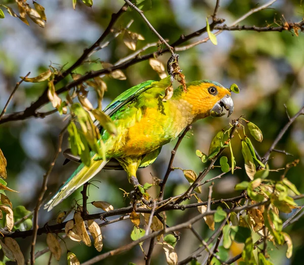 Garganta Marrón Cotorra Comiendo Árbol Curazao — Foto de Stock