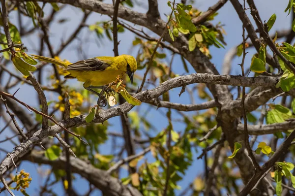 Balbuzard Assis Sur Une Perche Surplombant Mer Curaçao — Photo