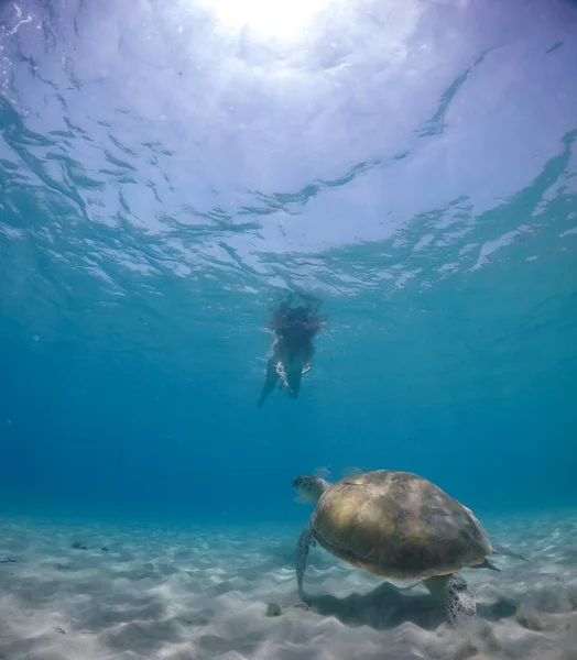 Nuoto Con Tartarughe Pellicani Sul Curacao — Foto Stock