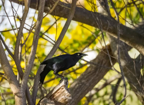 tropical birds on the Caribbean island of Curacao - Stock Image