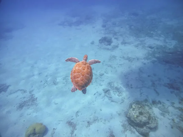Фото Большой Зеленой Черепахи Плавающей Водой — стоковое фото