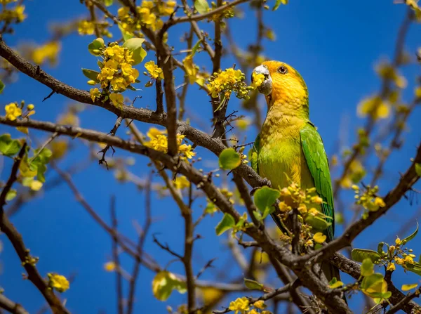 브라질 나무에 새들은 카리브 섬에서 바라본다 — 스톡 사진