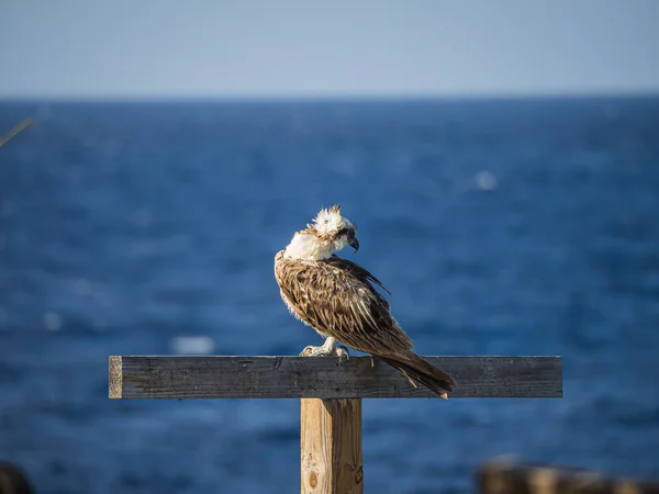 Osprey Sitter Abborre Över Havet Curacao — Stockfoto