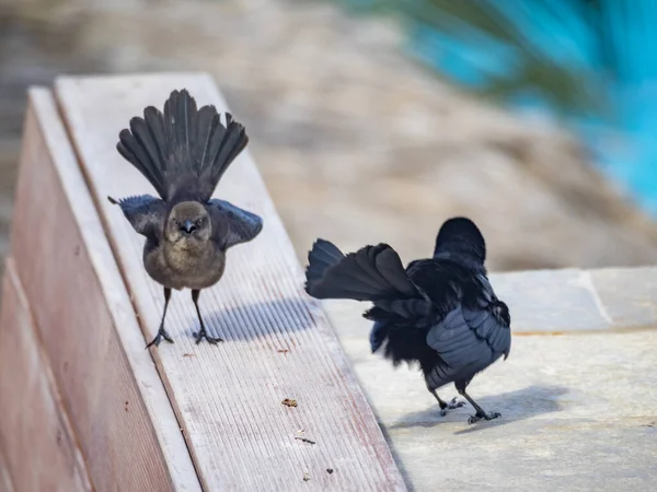 Ptaki Tropikalne Karaibskiej Wyspie Curacao — Zdjęcie stockowe