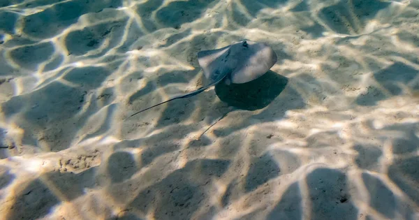 Photo Monde Sous Marin Stingray — Photo