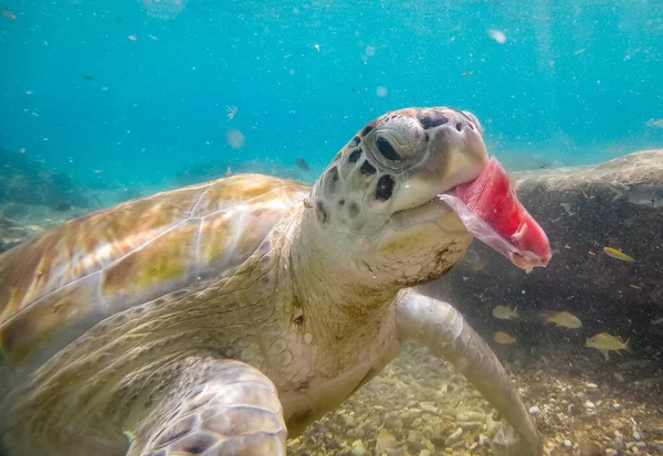 Foto Van Grote Schildpad Zwemmen Zee Onderwater — Stockfoto