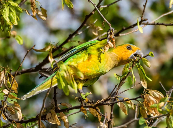 Garganta Marrón Cotorra Comiendo Árbol Curazao — Foto de Stock