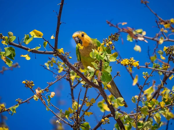 브라질 나무에 새들은 카리브 섬에서 바라본다 — 스톡 사진