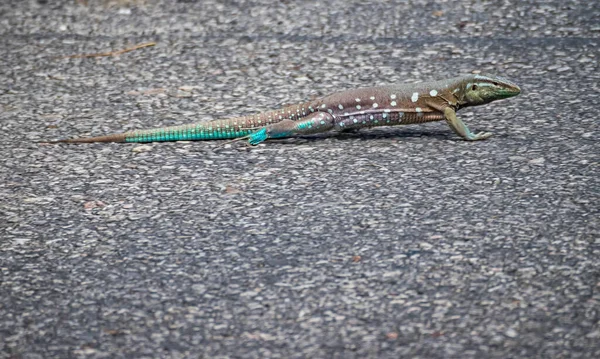 Bela Vista Uma Ilha Tropical Típica Curaçao Lagarto — Fotografia de Stock