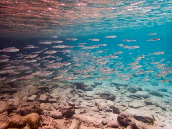 Photo Monde Sous Marin Récif Corallien Poissons — Photo