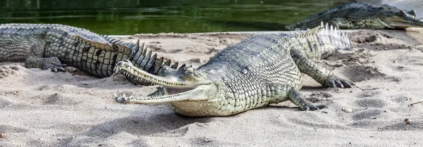 Chtiwan Nemzeti Park Nepál — Stock Fotó