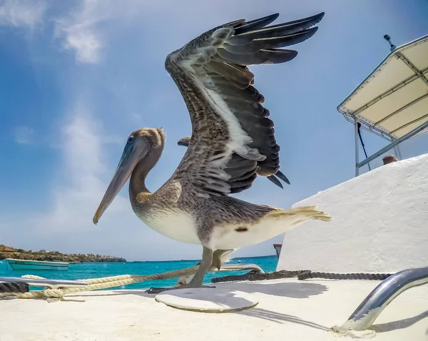 Simning Med Sköldpaddor Och Pelikaner Curacao — Stockfoto