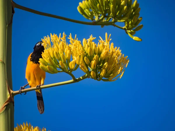 카리브해의 열대새들 — 스톡 사진
