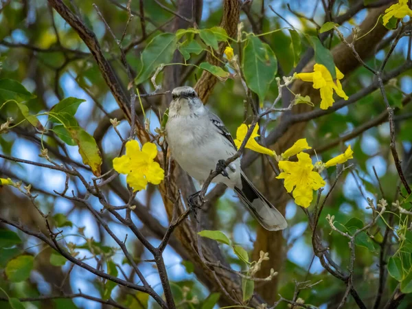 Oiseaux Tropicaux Sur Île Caribéenne Curaçao — Photo