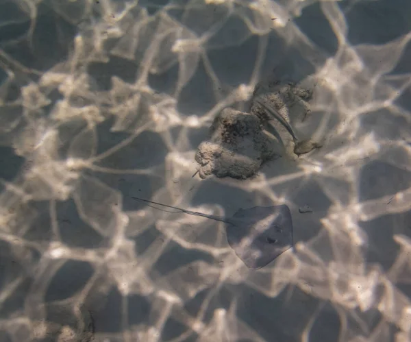 Picture Underwater World Stingray — Stock Photo, Image