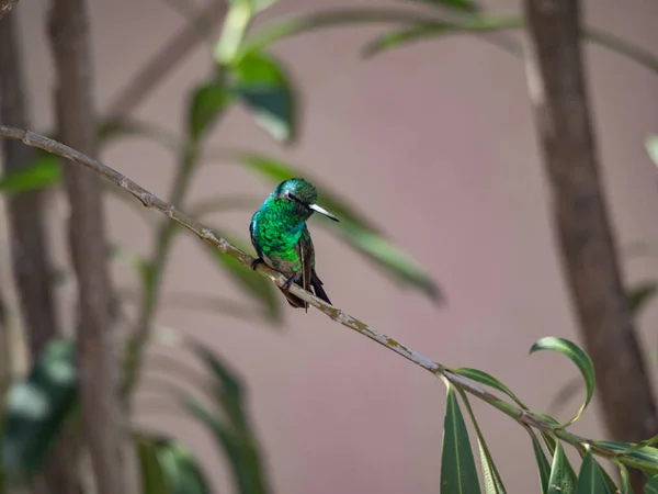 Uccelli Tropicali Sull Isola Caraibica Curacao — Foto Stock