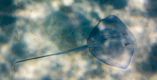 Foto Uit Een Onderwaterwereld Stingray — Stockfoto