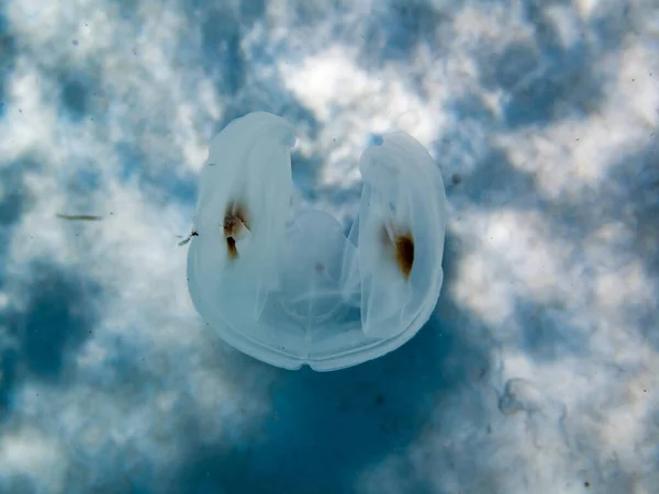 Picture Underwater World Jellyfish Close — Stock Photo, Image